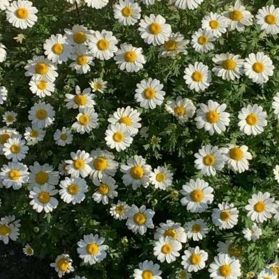 菊花头像大全唯美图片菊花高清微信头像