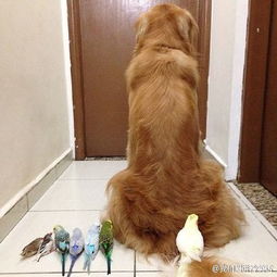 金毛犬与8只鹦鹉1只小仓鼠亲密无间