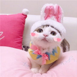 超萌猫咪情侣头像天使想给海豚一个吻