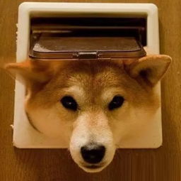 看完这只日本柴犬保证你的心情瞬间变好
