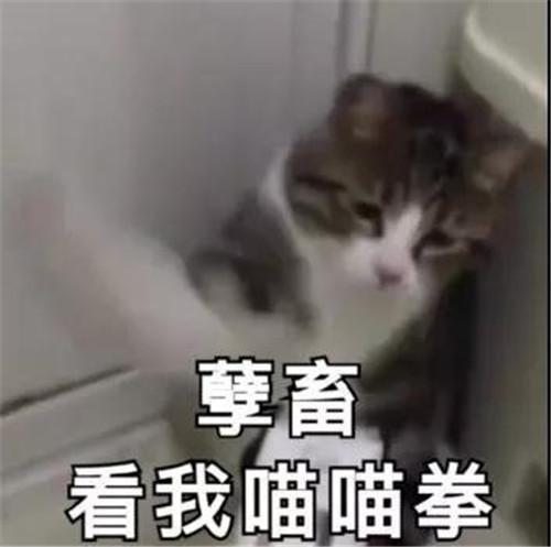 白羊座男生和白羊座女生在一起合适吗