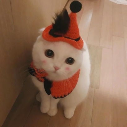 可爱个性qq猫咪萌宠头像