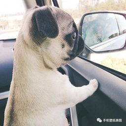 好看的男生头像,女生头像大全,收图啦