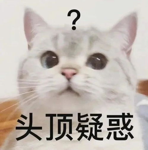 主人偷小猫又还回猫妈以为孩子淘气抬手一大逼兜