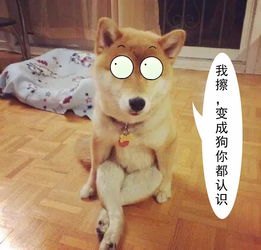 弄了个ps表情