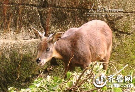 台湾回赠大陆梅花鹿和长鬃山羊明年4月落户威海