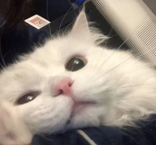 好q好q有谁会拒绝这么可爱的小猫咪呢