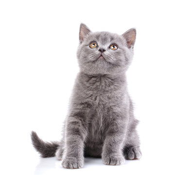 点击来源直接获取大图文件苏格兰直耳小猫在白色背景上孤立灰色的猫侧身坐着摄影搞笑猫猫高清大图