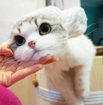 猫头像可爱微信头像