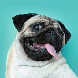巴哥犬拉稀有哪些原因,八哥犬拉肚子怎么办
