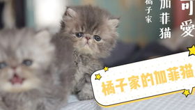 萌萌的加菲猫宝宝