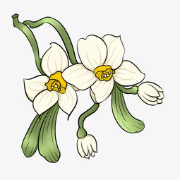 水仙白色花蕊手绘插画图片素材其他格式下载动漫人物大全