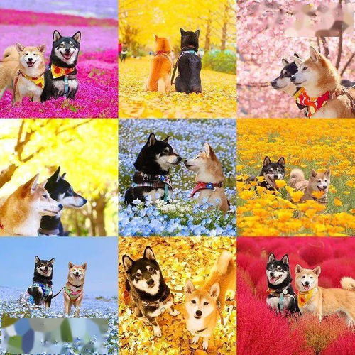 樱花树下的柴犬兄妹照,暖哭100万网友下辈子,我还做你的哥哥