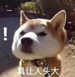 为什么猫和狗喜欢被摸头