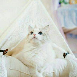 猫与狗哪个会是你的小伙伴
