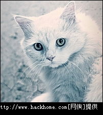 超萌的喵星人小猫qq头像大全