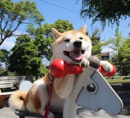 日本柴犬荡秋千竟然荡上了天空