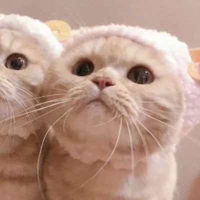 动物情头可爱猫咪情侣头像一对