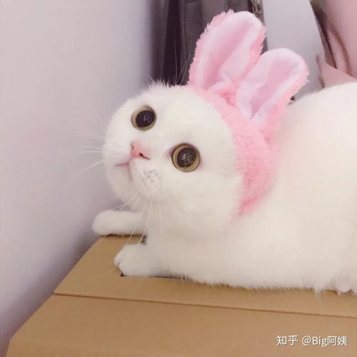 有哪些适合爸爸妈妈用的微信头像