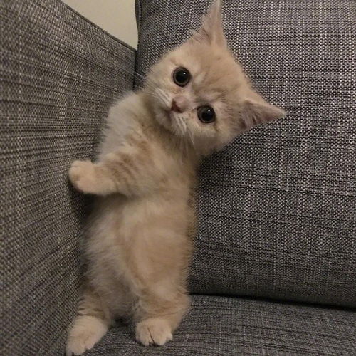 可爱的小猫真是一点都抵挡不住呀
