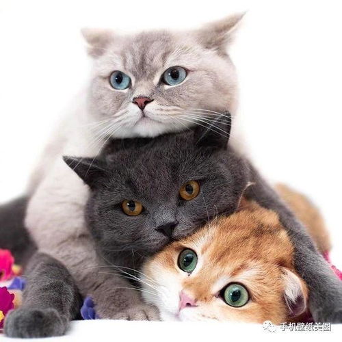 宠物头像大全萌,猫咪头像,狗狗头像高清
