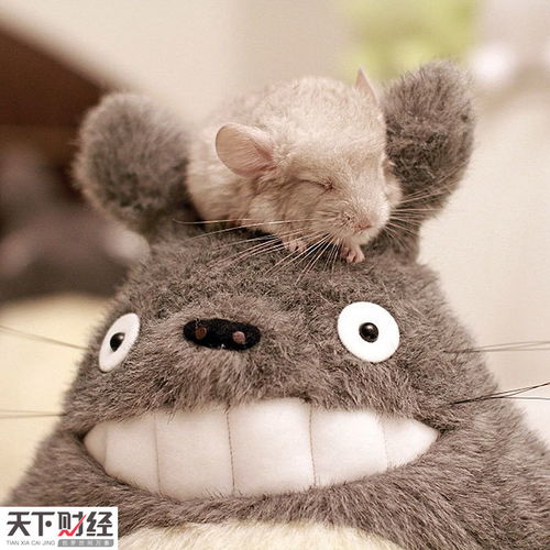 龙猫萌照融化网友
