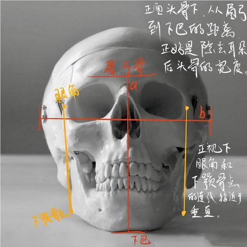 美术加想要画好人物头像,头骨结构先吃透