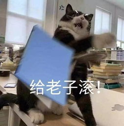 100张热门斗图表情包