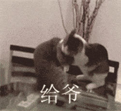 好嚣张的猫,从派出所偷鱼被民警教育,网友这是顶风作案啊