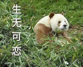 徐峥夫妻双双被曝出轨娱乐圈真有互不干涉的婚姻