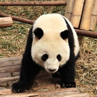 熊猫头像真实可爱图片贱萌熊猫qq头像大全