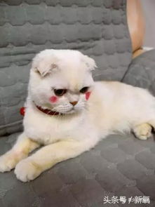 抖音未成年少女整形遭封杀,抖音热度网红排行榜新晋一姐竟是她4