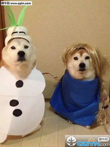 可爱秋田犬cosplay个性图片合集海岸线总是很蜿蜒