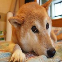 日本柴犬北登表情包微信头像图片大全