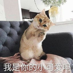 超可爱猫咪带字头像大全高清喜欢小可爱猫星人的赶紧看过来