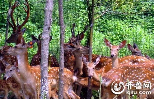 台湾回赠大陆梅花鹿和长鬃山羊明年4月落户威海