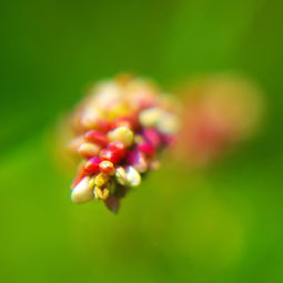 茉莉花蕾唯美微信头像图片扣扣居