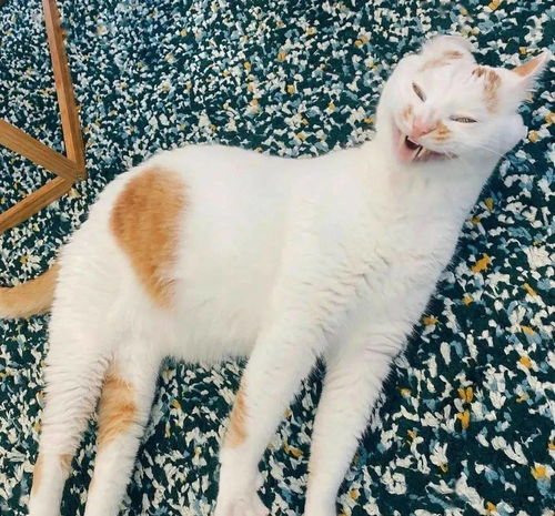 画师将各种沙雕猫猫图卡通化,这搞笑的可爱画风,也太魔性啦