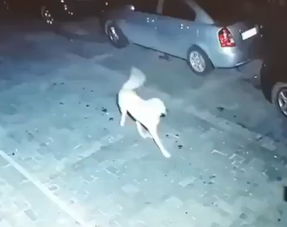 男子大半夜的以为没人看,拉着流浪狗跳起了舞,结果...