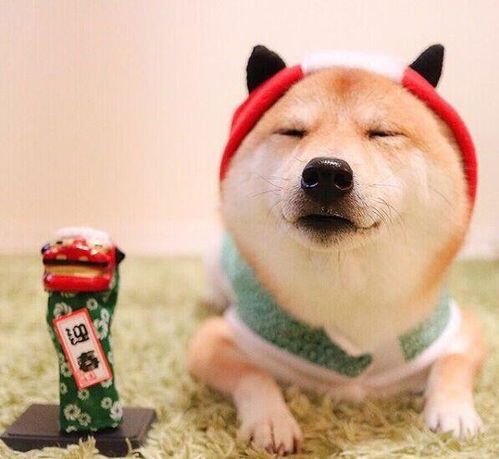 这只日本柴犬像溺爱的父母一样哄婴儿停止哭泣而爆红网络
