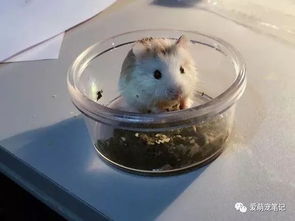 从宠物店抱回来一只小仓鼠,喂养半个月后,我们的噩梦就开始了