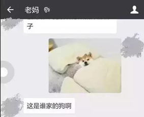 污你敢说不喜欢这些表情包吗