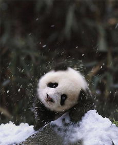 宝宝要看雪第一次看到下雪的小可爱们,萌化了