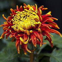 清净高洁空间唯美菊花qq头像花的图片大全