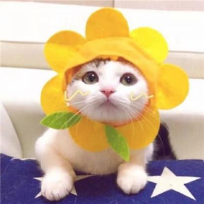 情侣头像猫咪呆萌一对,久了有了最好的时光