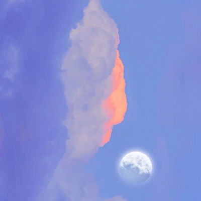 花朵鲜花风景静物头像