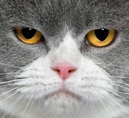 镜头下猫咪的证件照,都很呆萌,不过这几只猫咪很容易认错