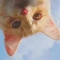 头像合集萌宠头像,情侣头像,沙雕头像,文字头像,动漫头像