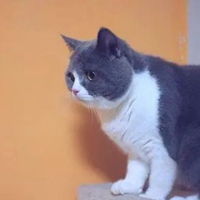 抖音蓝莓猫图片动漫抖音蓝莓猫图片