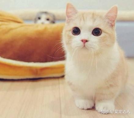 那些猫咪温柔又粘人